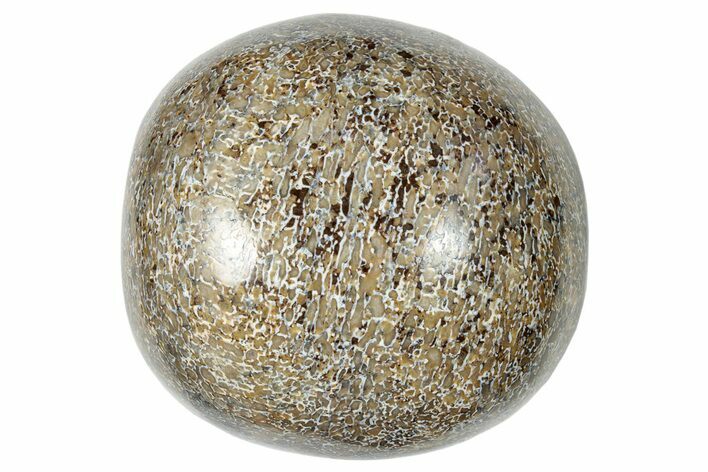 Polished Dinosaur Bone (Gembone) - Morocco #250091